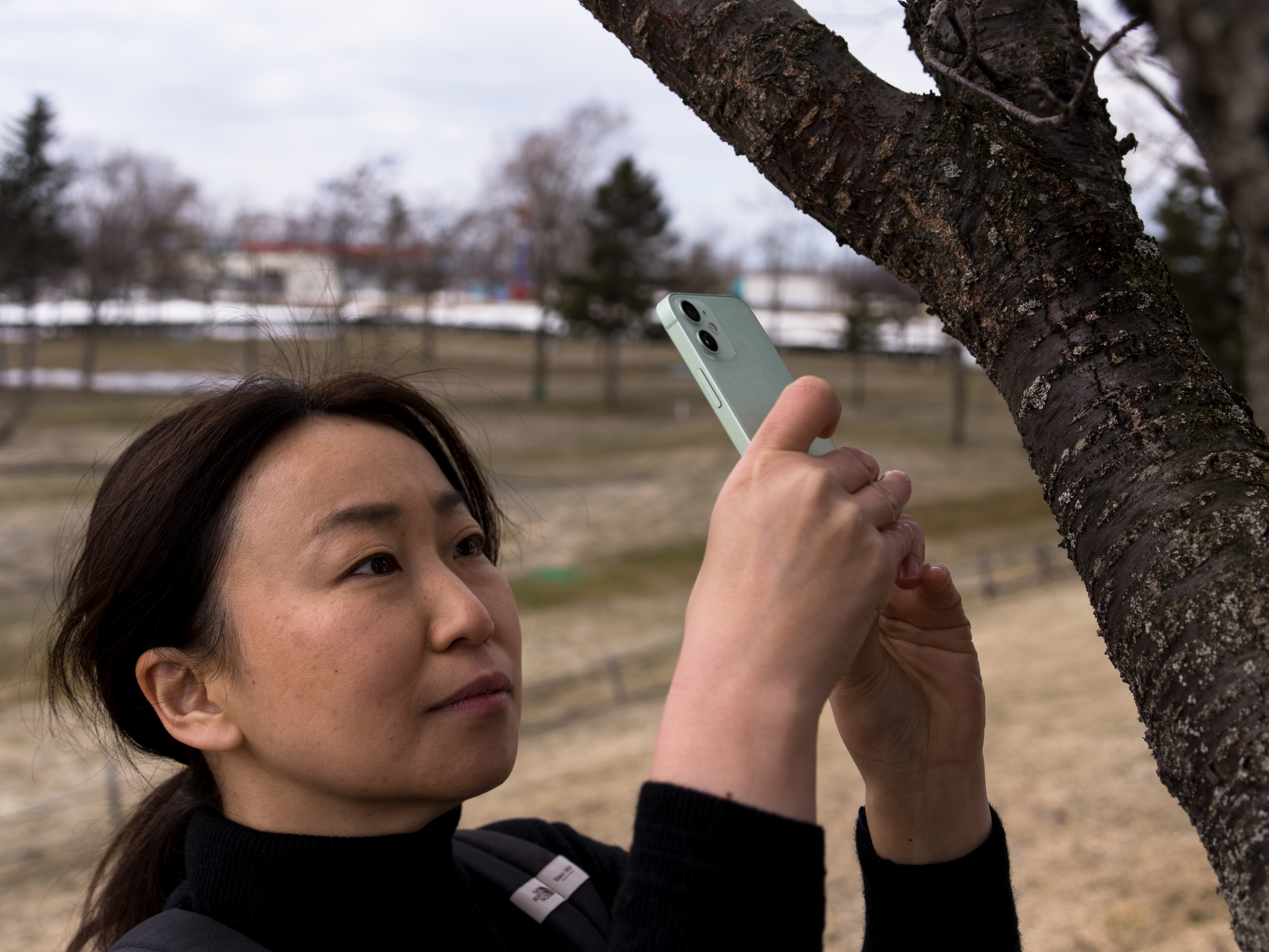 桜のつぼみをスマホで撮影する青木千佳さん