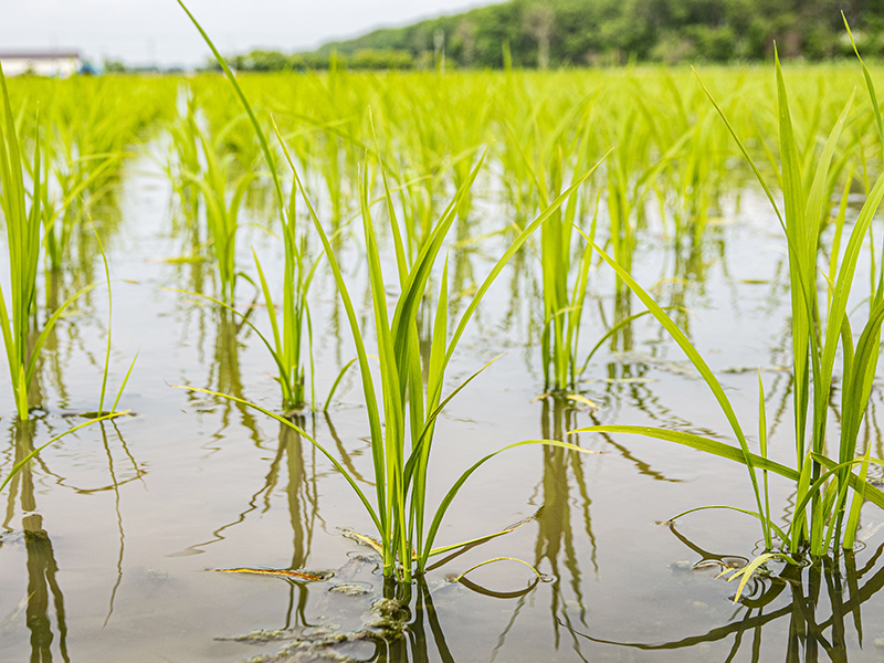 植えたばかりのお米の苗