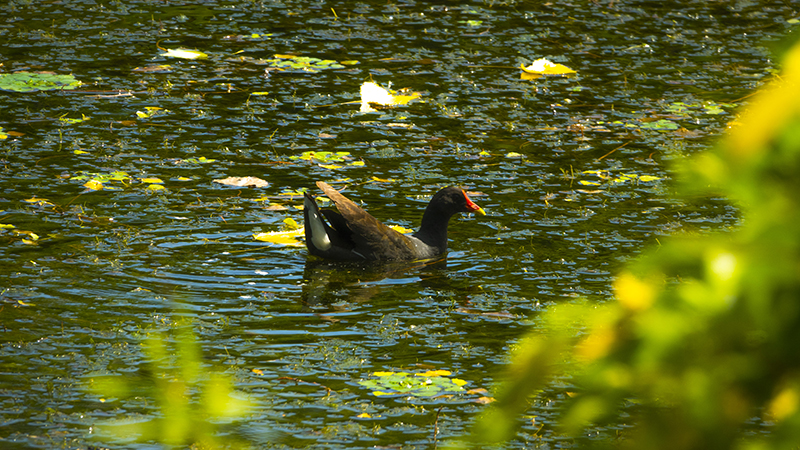 湖で一休みする野鳥