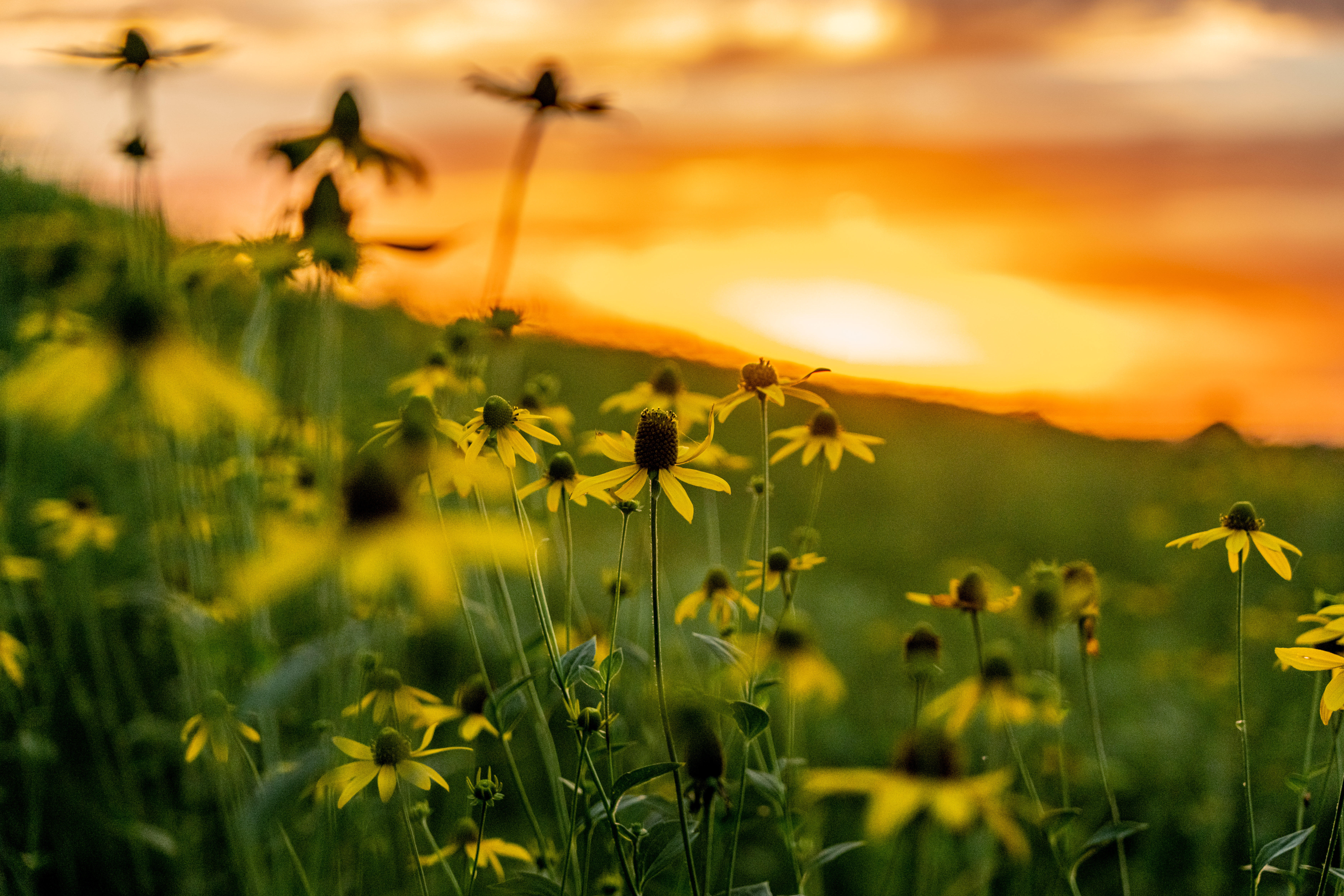 南幌の夕焼けと花