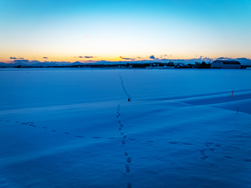雪原に続く動物の足跡
