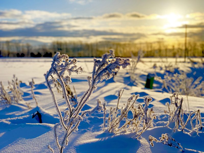 雪に覆われた草木